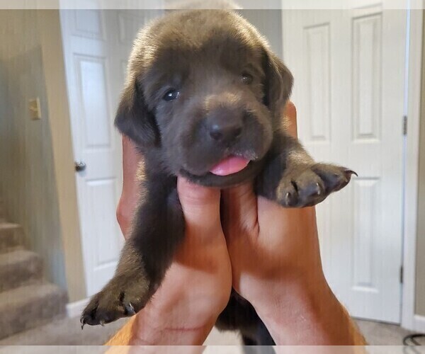 Medium Photo #2 Labrador Retriever Puppy For Sale in MC COOK, NE, USA