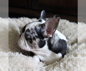 French Bulldog Puppy for sale in SALEM, OR, USA