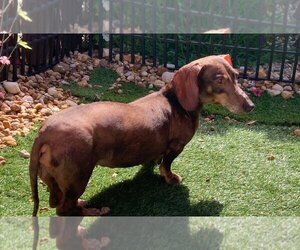 Dachshund Dogs for adoption in Weston, FL, USA