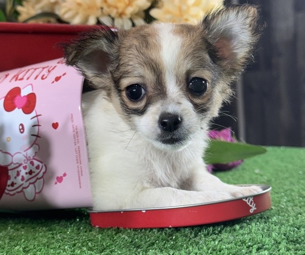 Medium Photo #1 Chihuahua Puppy For Sale in CANOGA, NY, USA