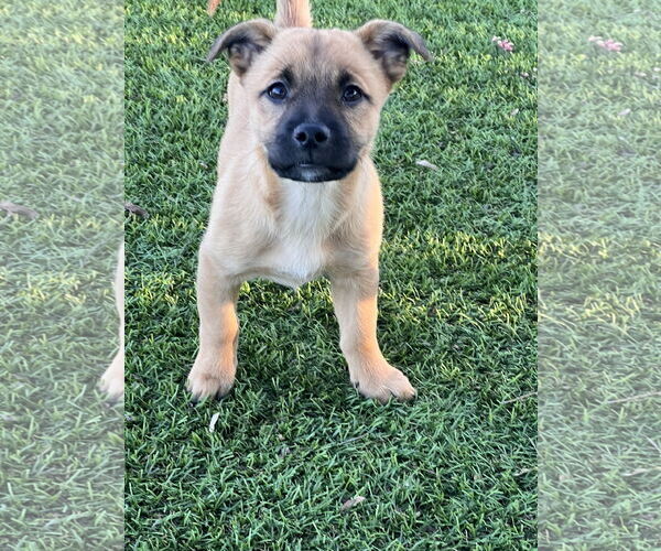 Medium Photo #3 Mutt Puppy For Sale in Menifee, CA, USA