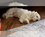 Small Photo #4 Maltese Puppy For Sale in Sandy, UT, USA