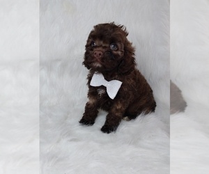 Cocker Spaniel-Poodle (Miniature) Mix Puppy for sale in INDIANAPOLIS, IN, USA