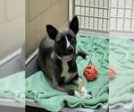 Small Alaskan Klee Kai Mix