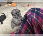 Small Photo #10 Pug Puppy For Sale in BLOOMINGTON, IL, USA