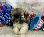 Small #1 Shih Tzu