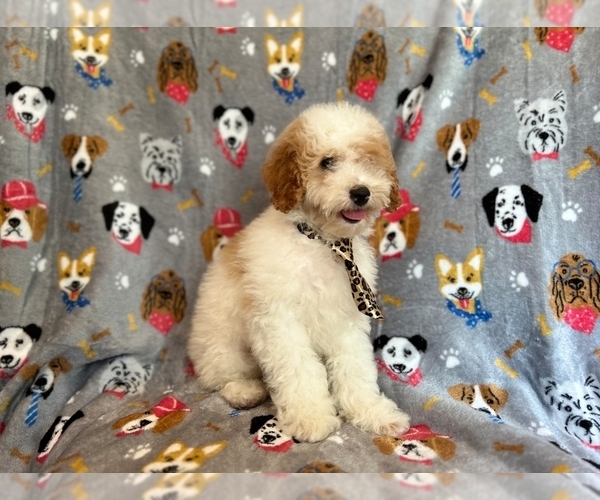 Medium Photo #2 Cockapoo Puppy For Sale in LAKELAND, FL, USA