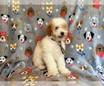 Small Photo #2 Cockapoo Puppy For Sale in LAKELAND, FL, USA