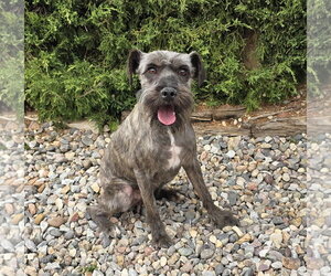 Mutt Dogs for adoption in Albuquerque, NM, USA