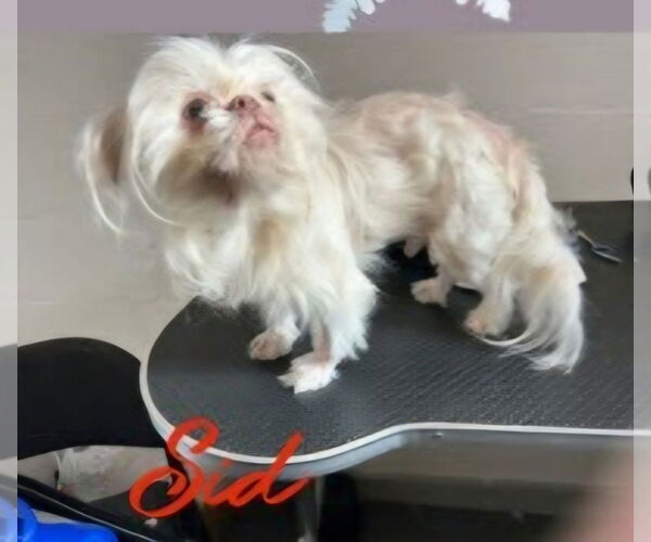 Medium Photo #2 Shinese Puppy For Sale in Ellijay, GA, USA