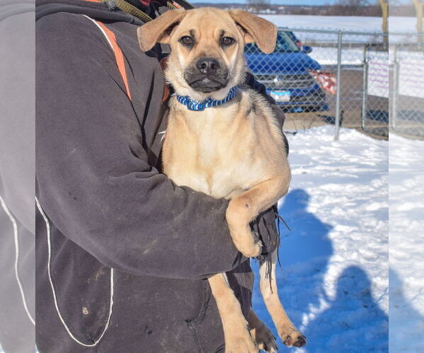 Medium Photo #5 Doberman Pinscher-Pug Mix Puppy For Sale in Huntley, IL, USA