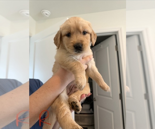 Medium Photo #3 Golden Retriever Puppy For Sale in CAPE CORAL, FL, USA