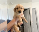 Litter of 8 - Male(s) and Female(s) Golden RetrieverLitter of Puppies for Sale - Photo #3