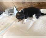 Puppy Coy Beagle