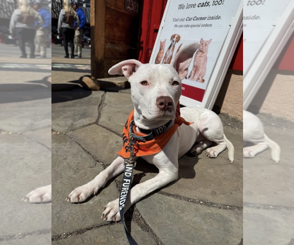 Medium Photo #4 Mutt Puppy For Sale in Rockville, MD, USA