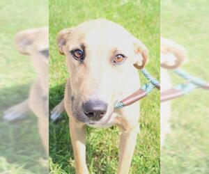 Mutt Dogs for adoption in Thief River Falls, MN, USA