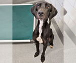 Small Great Dane Mix