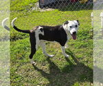Small #3 American Pit Bull Terrier Mix