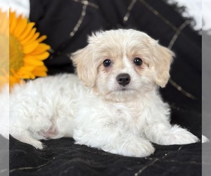 Cav-A-Malt Puppy for sale in ROCK STREAM, NY, USA