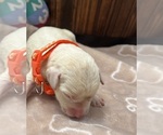 Small #3 Labrador Retriever