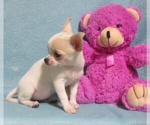 Chihuahua Puppy for sale in CABOOL, MO, USA
