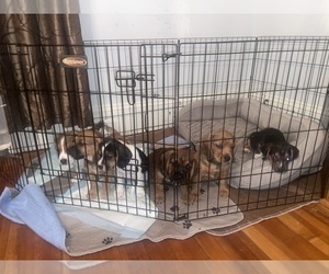Beagle Puppy for sale in FALL RIVER, MA, USA