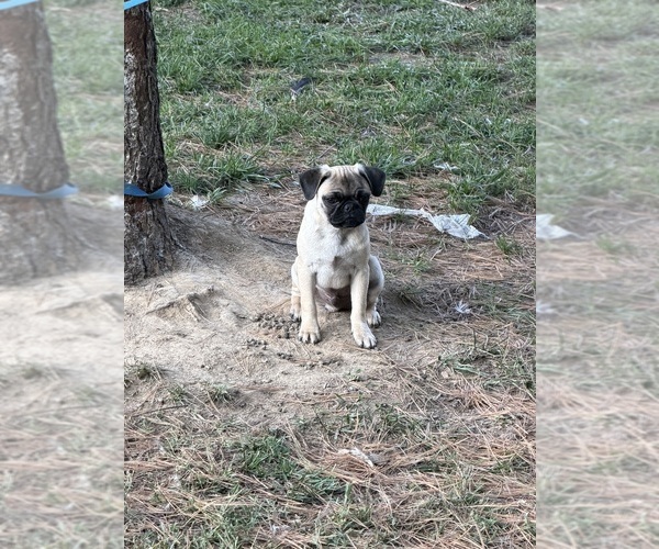 Medium Photo #1 Pug Puppy For Sale in METAMORA, IN, USA