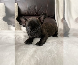 French Bulldog Puppy for sale in JOHNS ISLAND, SC, USA