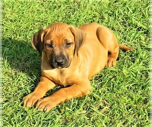 Rhodesian Ridgeback Puppy for sale in PENSACOLA, FL, USA