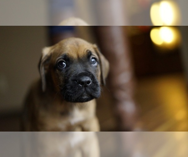 Medium Photo #5 Boxer-Cane Corso Mix Puppy For Sale in NEVADA, MO, USA