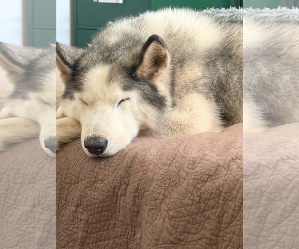 Medium Photo #3 Siberian Husky Puppy For Sale in Visalia, CA, USA