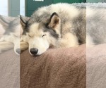 Small Photo #3 Siberian Husky Puppy For Sale in Visalia, CA, USA