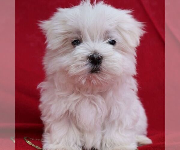 Medium Photo #3 Maltese Puppy For Sale in GREENVILLE, PA, USA