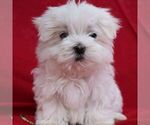 Small #2 Maltese