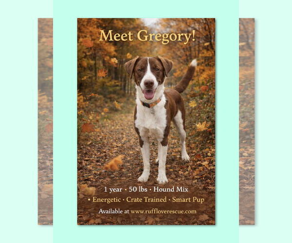 Medium Photo #1 Mutt Puppy For Sale in Thomasville, NC, USA