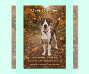 Mutt Dogs for adoption in Thomasville, NC, USA