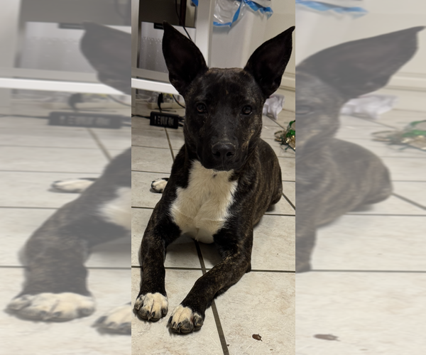 Medium Photo #1 Mutt Puppy For Sale in Conway, AR, USA