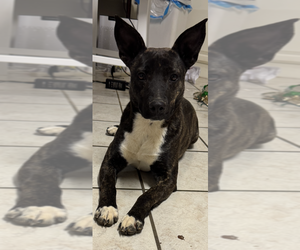 Mutt Dogs for adoption in Conway, AR, USA