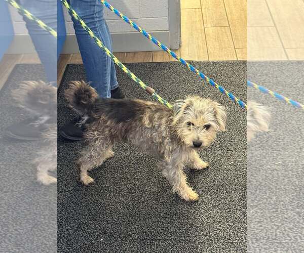 Medium Photo #1 Mutt Puppy For Sale in Rowlett, TX, USA