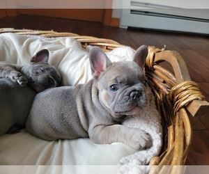 French Bulldog Puppy for sale in COLUMBIA FALLS, MT, USA
