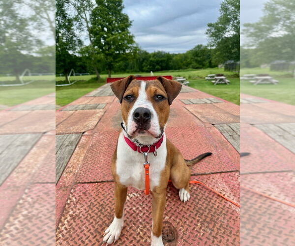 Medium Photo #37 Boxador Puppy For Sale in Brewster, NY, USA