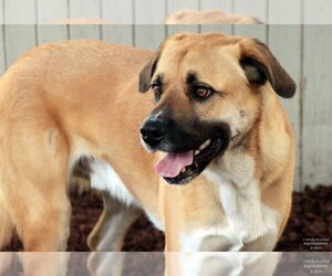 Anatolian Shepherd-Unknown Mix Dogs for adoption in Sequim, WA, USA