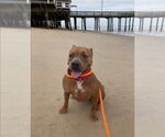 Small #21 American Pit Bull Terrier