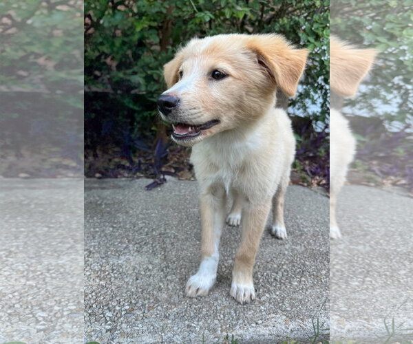 Medium Photo #8 Golden Retriever-Unknown Mix Puppy For Sale in PIPE CREEK, TX, USA