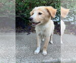 Small #7 Golden Retriever Mix