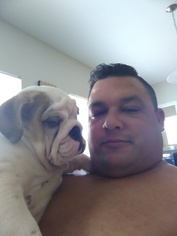 Bulldog Puppy for sale in ORLANDO, FL, USA