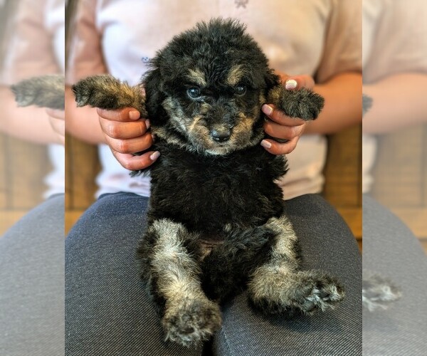 Medium Photo #2 Bernedoodle-Golden Mountain Dog Mix Puppy For Sale in DAVIS, CA, USA