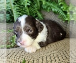 Small #14 Miniature American Shepherd-Poodle (Toy) Mix