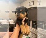 Small Photo #1 Rottweiler Puppy For Sale in TULSA, OK, USA