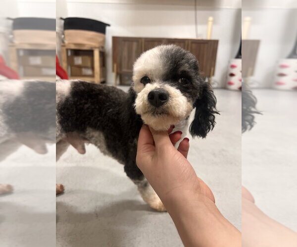 Medium Photo #5 Poodle (Miniature) Puppy For Sale in Studio City, CA, USA